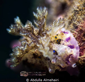 Macro by Abdulla Almehairi 